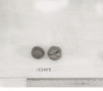 Click for 1 image(s) for this accession. FRUIT